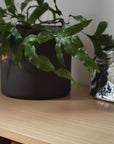 Sister's Aroma Diffuser Rosemary + Thyme 110 ml