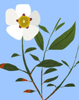 The nature of things Cistus Essential Oil (Organic) | Ladan esenciální olej 5 ml