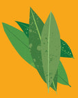 The Nature of things Petitgrain Essential Oil (Organic) 12 ml