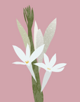 Tuberose Absolue esenciální olej